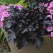 Perene: Heuchera Black Pearl , slika4